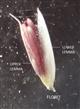  Floret of pedicellate spikelet